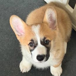 Red - Sable male Pembroke Welsh Corgi puppy in Nevada, Iowa from Rogers AKC Corgis of Iowa.