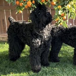 Black Russian Terriers from Black Beard Black Russian Terriers