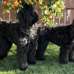 Black Russian Terriers from Black Beard Black Russian Terriers