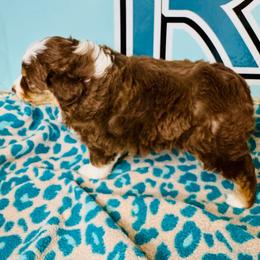 Red Tri girl - Red tri-color female Miniature American Shepherd puppy in Oklahoma City, Oklahoma from Faith River Aussies