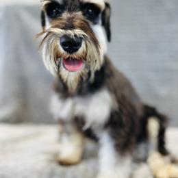Max - Miniature Schnauzer