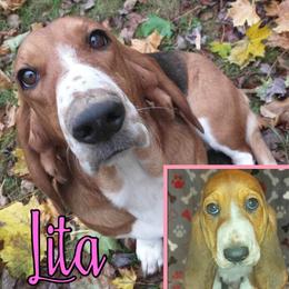 Lita - Basset Hound