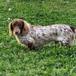 KC - Dachshund