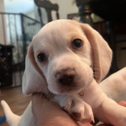 Boy 1 - Lemon male Beagle puppy in Toquerville, Utah from Beautiful Utah Beagles