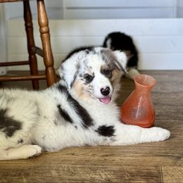 Blue Bell - Blue merle female Australian Shepherd puppy in Ephrata, Pennsylvania from Weavers Indian Run Aussies