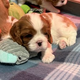 Girl 3 - Blenheim female Cavalier King Charles Spaniel puppy in Washington, North Carolina from Farmhouse Cavaliers NC