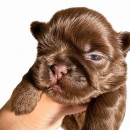 Kadell - Chocolate male Shih Tzu puppy in Orange, California from Shih Tzu Hauz