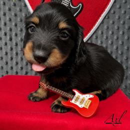 Axl - Black and tan male Dachshund puppy in Pulaski, Tennessee from Billboard Doxies