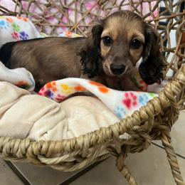 Lady - Wild boar and cream female Dachshund puppy in Brooksville, Florida from Ween Acres