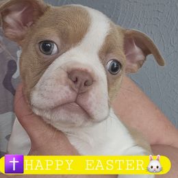 Yellow collar  girl - Seal and white Boston Terrier puppy in Versailles, Indiana from Benhams Bostons