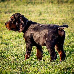 Purple - Black and tan male Gordon Setter puppy in Gordonville, Pennsylvania from Blue Ribbon Setters