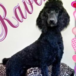 Poodles from Wunderlins Standard Poodles