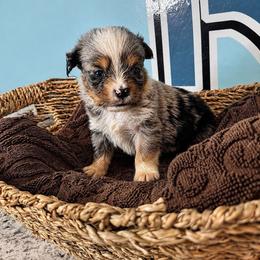 Tiny blue Merle boy - Blue merle male Toy Australian Shepherd puppy in Oklahoma City, Oklahoma from Faith River Aussies