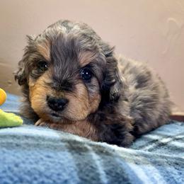 Sequoia - Blue merle male Aussiedoodle puppy in Tonasket, Washington from V5 Aussies