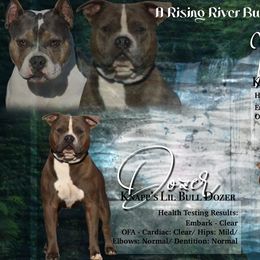 American Bullies from Rising River Bullies