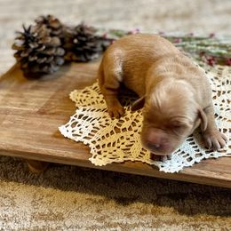 Girl 2 - Golden female Golden Retriever puppy in Buffalo, Missouri from Thrasher Family Puppies