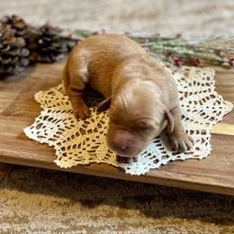 Girl 2 - Golden female Golden Retriever puppy in Buffalo, Missouri from Thrasher Family Puppies