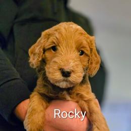Shamrock (Rocky) - Apricot male Goldendoodle puppy in Red Oak, Iowa from Fisher Pups-Stay Golden with a Doodle
