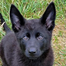 Older Trained Pup - Pink Collar - Umbra - Black female German Shepherd puppy in Augusta, West Virginia from Cricket Hollow Canines