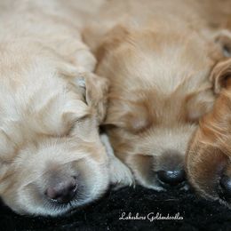 Goldendoodle Puppies from Lakeshore Doodles