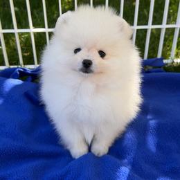 Thunder x Daisy Cream Male - Cream male Pomeranian puppy in Pocatello, Idaho from Avalon Pomeranians