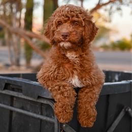 Theodore - Red  male Goldendoodle puppy in Tucson, Arizona from Sun Valley Goldendoodles