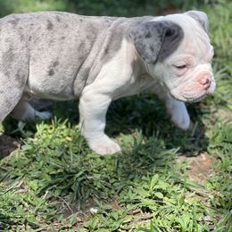 Swagger - Gray brindle Olde English Bulldogge puppy in Camdenton, Missouri from Mule Pool Olde English Bulldogges