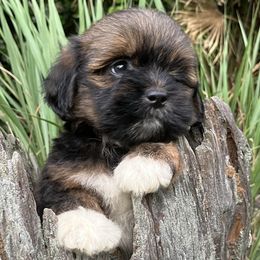 KB1 AKC FLORIDA LHASA APSO MULTI CHAMPION ANCESTRY - Grizzle male Lhasa Apso puppy in Bell, Florida from Maryann & Kandis