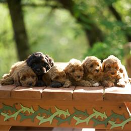Cockapoo puppies from Heavenly Puppies to Love