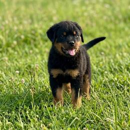 Girl 4 - Black and mahogany female Rottweiler puppy in Cleveland, Texas from Vom Haus Fantasy Rottweiler Kennel