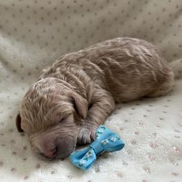Icicle - Apricot female Goldendoodle puppy in Camden, North Carolina from Oopsie Doodles of NC