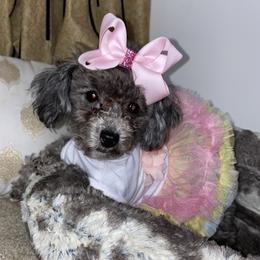 B Girl - Poodle