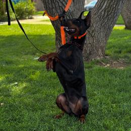 Doberman Pinscher All Grown Up from Doig Dobermans