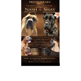 Cane Corso puppies from PrestigiousK9