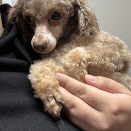 Prezzie - Phantom female Poodle puppy in Cameron, Oklahoma from PinePoint Poodles