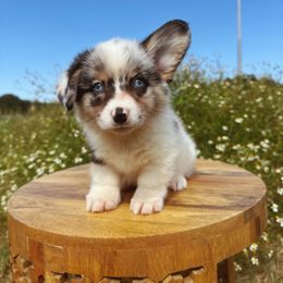 Raven - Blue merle and white female American Corgi puppy in Inverness, Florida from Canaan Farm Corgis
