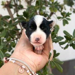 Tessa - Blue female Australian Cattle Dog puppy in Sahuarita, Arizona from A2 Australian Cattle Dogs