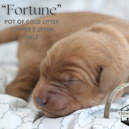 Fortune - Dark golden Golden Retriever puppy in Fond Du Lac, Wisconsin from Trenlock Kennels & Retrievers