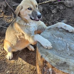 Central Asian Shepherd Dog and Kangal Puppies from VSH Kangal Dogs & Central Asian Shepards/Alabai