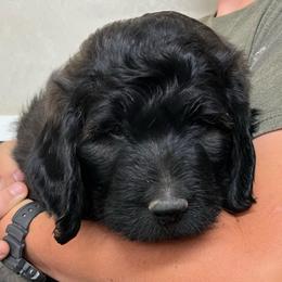 Manny - Black male Pyredoodle puppy in Prescott, Washington from Washington Pyredoodles