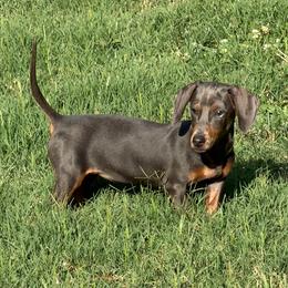 Winnie - Blue and tan female Dachshund puppy in Harmony, North Carolina from Schuster Haus