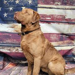 "Ruger" Chesapeake Bay Retriever All Grown Up from Shiloh Ridge Retrievers