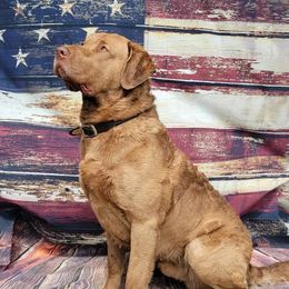 "Ruger" Chesapeake Bay Retriever All Grown Up from Shiloh Ridge Retrievers
