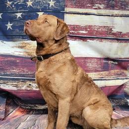 "Ruger" Chesapeake Bay Retriever All Grown Up from Shiloh Ridge Retrievers