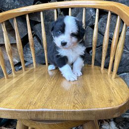 Spice - Black tri-color male Australian Shepherd puppy in Hillsboro, Oregon from Delaney's Australian Shepherds