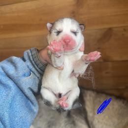 Boy 1 - Sable and white male Siberian Husky puppy in Iron River, Wisconsin from Wiemeri Siberians