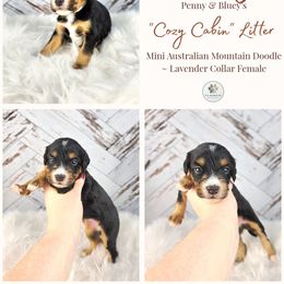 Oakley - female Australian Mountain Doodle puppy in Grand Rapids, Michigan from The Kindred K9