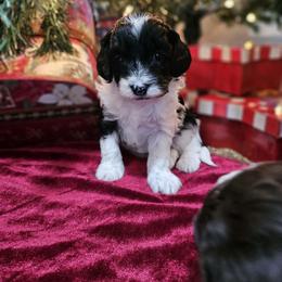 Owl - Tri-color male Cavapoo puppy in Newdale, Idaho from Canyon Creek Puppies