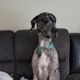 Great Danes from Hope's Danes