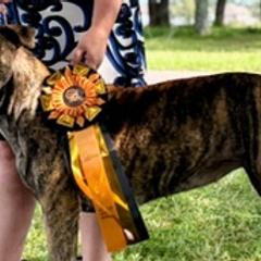 Perro de Presa Canarios from Reaper's Instinct Presa